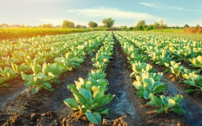 General Agriculture
