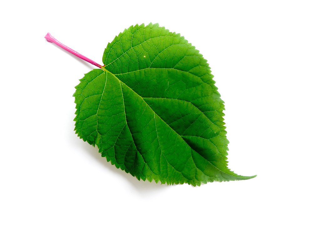 plant-science-metrohitech-center